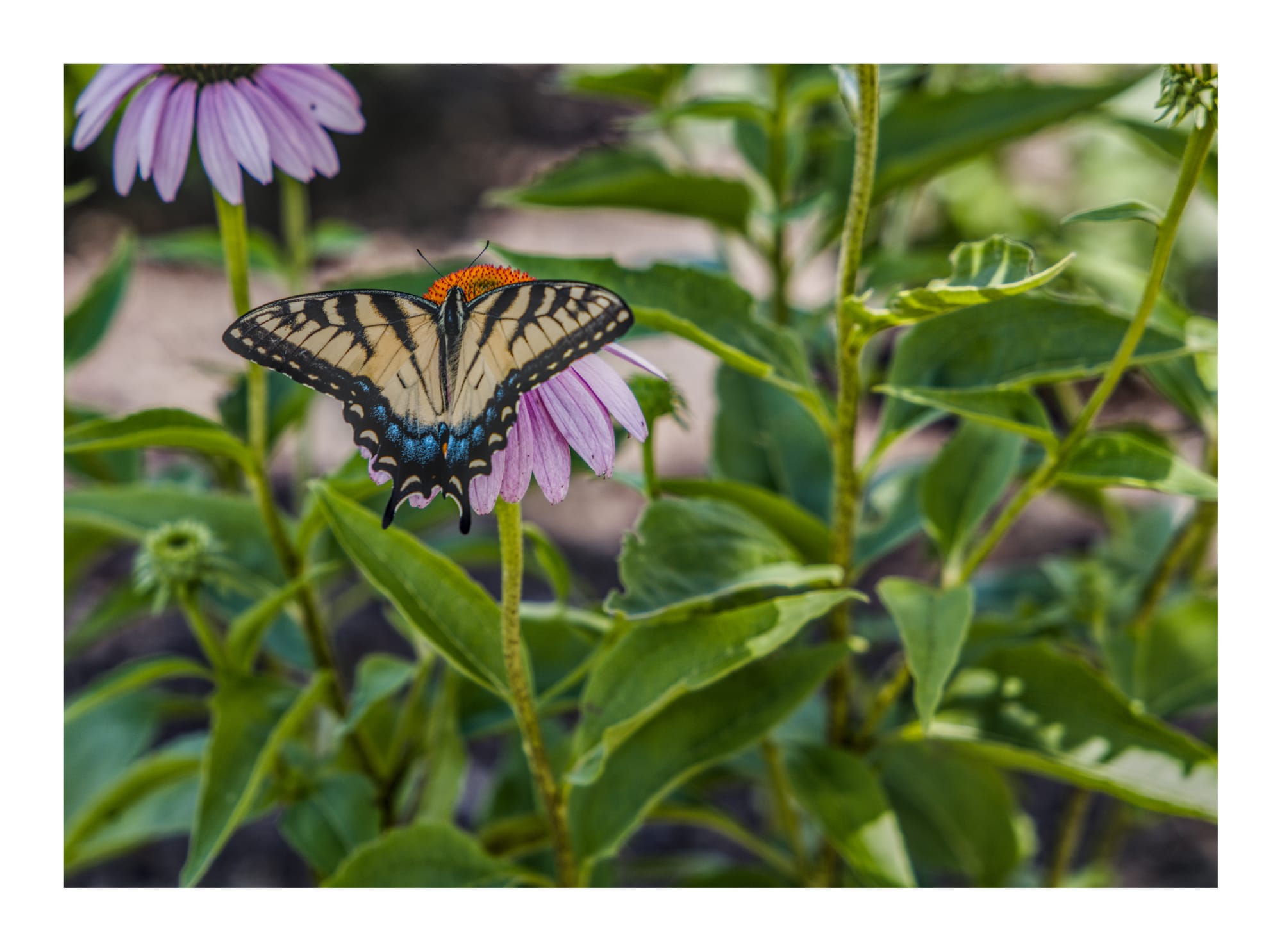 Butterfly on flower